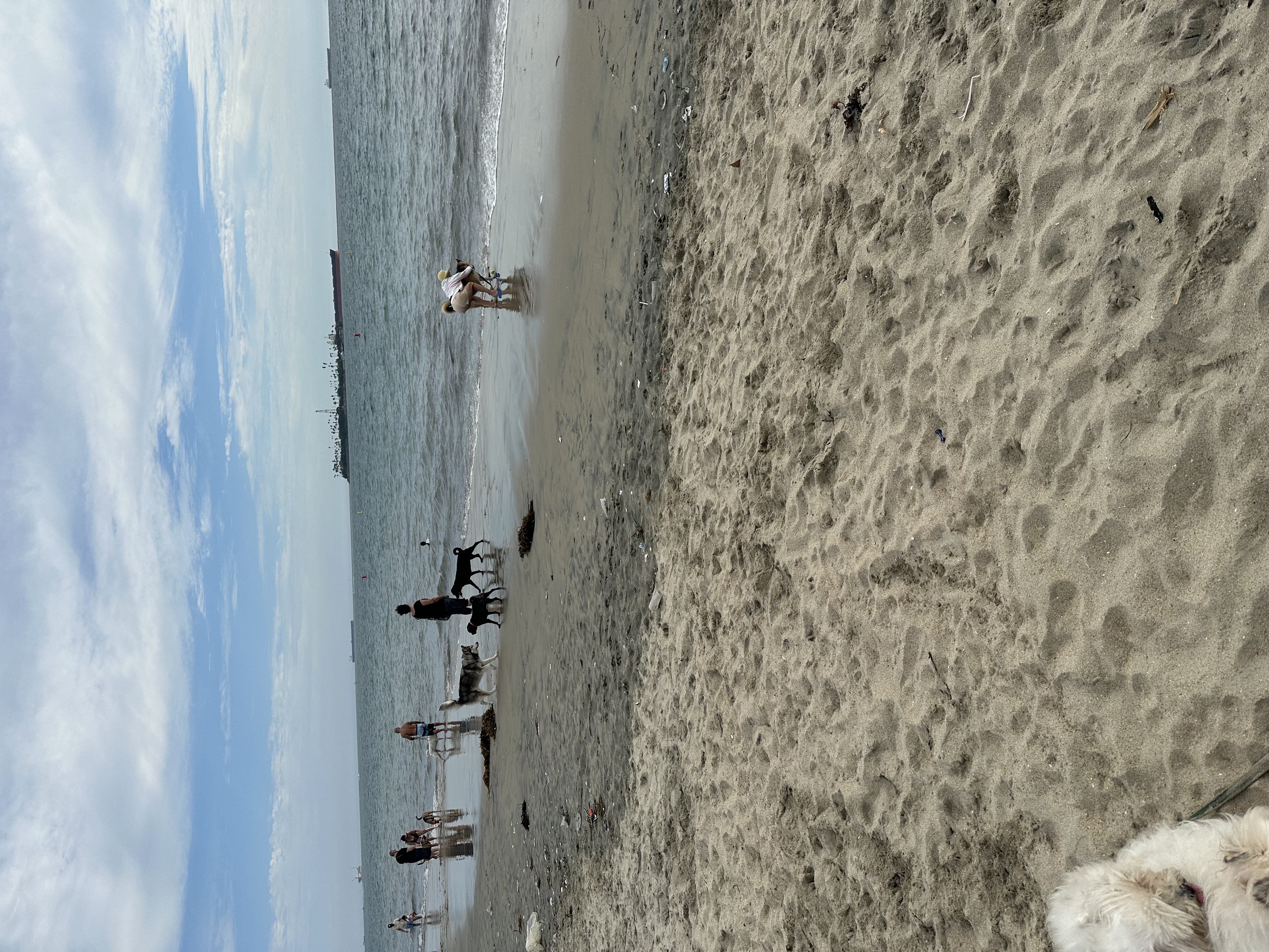 Dog Beach Los Angele