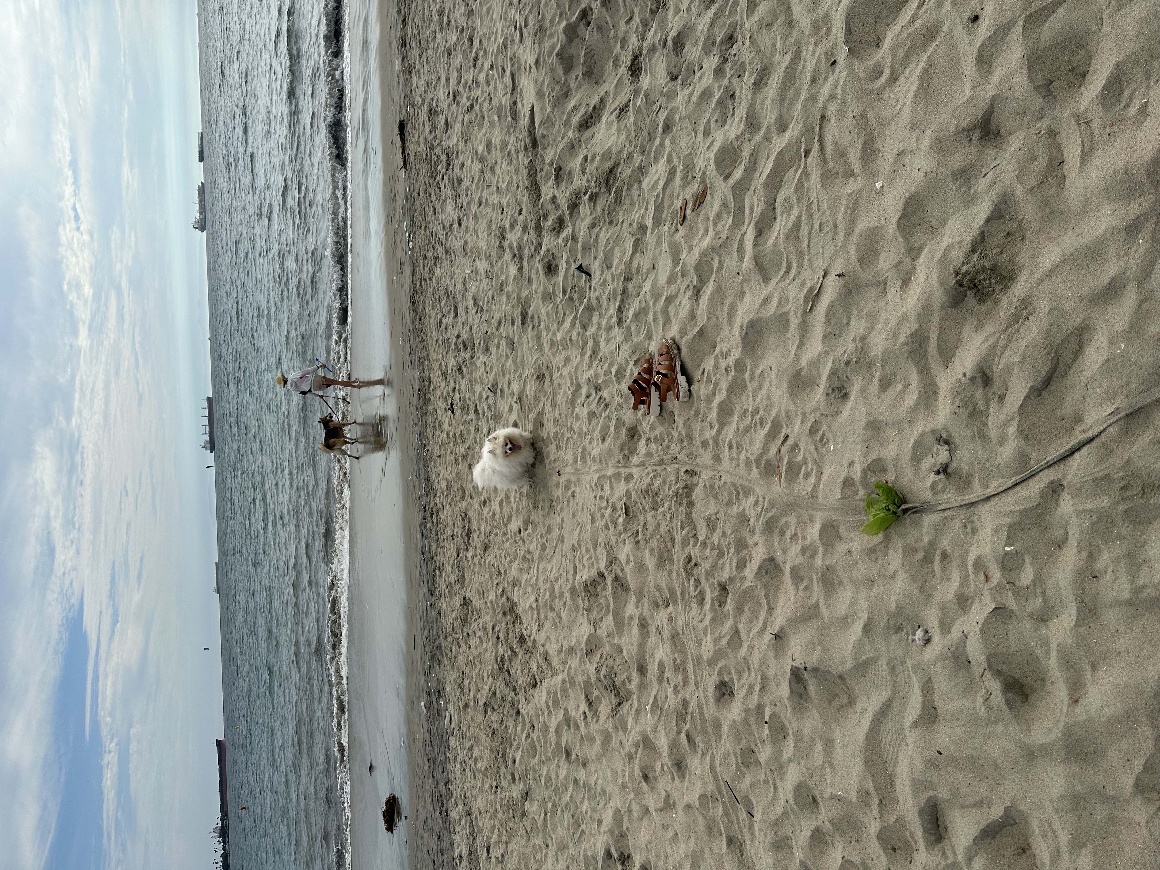 Dog Beach Los Angele